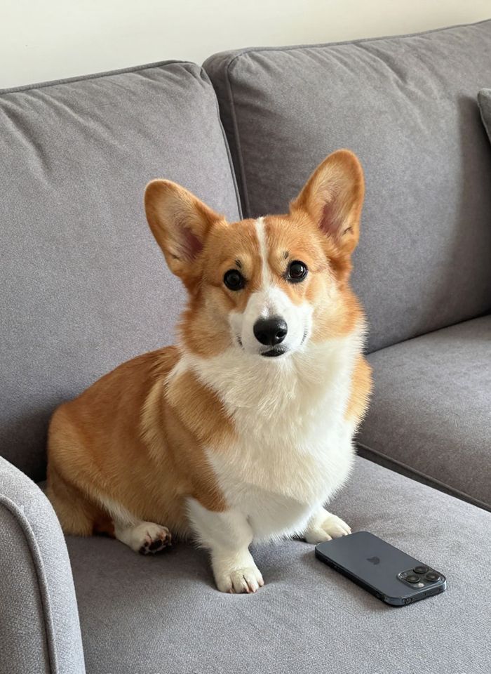 AI Pet Portrait (Before)